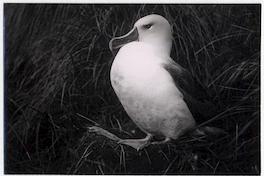 [Albatros de] Isla Diego Ramírez