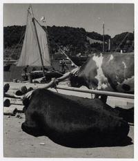 [Caleta de] Angelmó