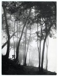 [Vista parcial de un bosque]