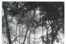 [Vista parcial de un bosque]