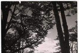 Alrededores de Puerto Williams, Isla Navarino Canal Beagle