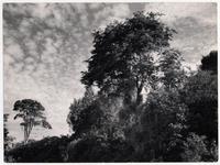 [Vista de un bosque natural]