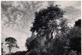 [Vista de un bosque natural]