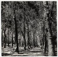 [Vïsta de un parque]