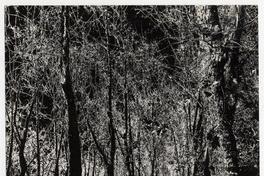 [Vïsta de un parque]