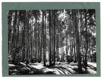 [Vista parcial de un bosque]