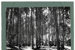[Vista parcial de un bosque]