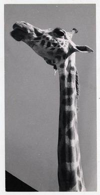 [Cuello de jirafa]
