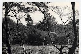 Laguna de los nenúfares en Isla Teja