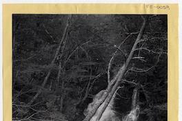 Alrededores de Puerto Williams, Isla Navarino