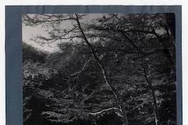 [Paraje] en Isla Navarino