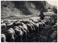 Camino de Coyhaique a Chacabuco, piños volviendo de la esquila