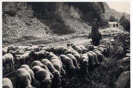 Camino de Coyhaique a Chacabuco, piños volviendo de la esquila