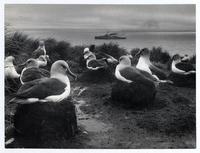 Albatros de cabeza gris