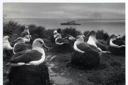 Albatros de cabeza gris