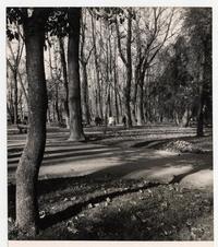 Parque Forestal
