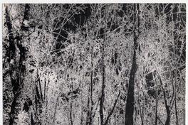 Parque Forestal, efecto de tono a línea