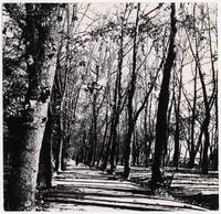 Parque Forestal