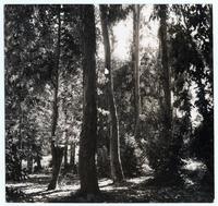 Eucaliptus [en] Romeral