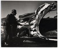 Faena ballenera en la provincia de Bío-Bío