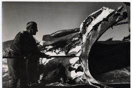 Faena ballenera en la provincia de Bío-Bío