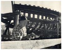 [Trabajador] desbasta con hacha los inmensos trozos de madera, robles mulinos y eucaliptus