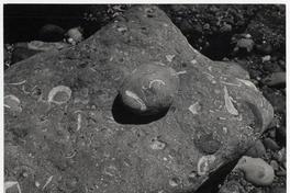 Piedras con incrustaciones de moluscos, en la Provincia de Bío-Bío