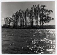 [Vista del Río Valdivia]