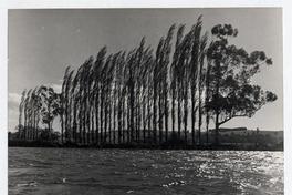 [Vista del Río Valdivia]