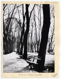 Invierno en Parque Forestal