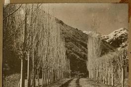 Alameda [en] Maitenes