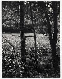 Laguna de los nenúfares, Parque Soval, [en] Isla Teja