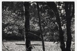 Laguna de los nenúfares, Parque Soval, [en] Isla Teja