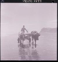 [Campesino en su carreta con yunta de bueyes por la orilla del mar]