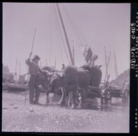 [Bote sobre una carreta con bueyes en la orilla del mar]