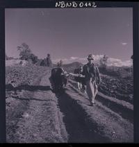 [campesino con dos bueyes abriendo surcos en la tierra]