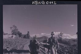 [campesino con dos bueyes abriendo surcos en la tierra]