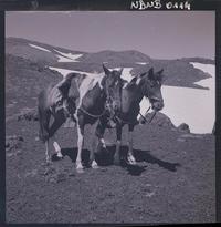 [Dos caballos ensillados en medio de un valle]