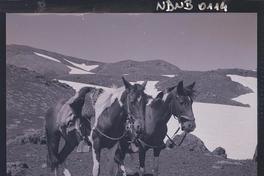 [Dos caballos ensillados en medio de un valle]