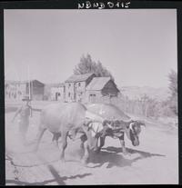 [Campesino arreando una yunta de bueyes por un sector rural]