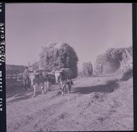 [Yuntas de bueyes cargadas con fardos de pasto]