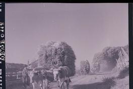 [Yuntas de bueyes cargadas con fardos de pasto]