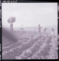 [Campesinos abriendo surcos en la tierra, al fondo, se aprecia una cruz y dos imágenes sacras]