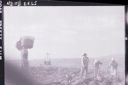 [Campesinos abriendo surcos en la tierra, al fondo, se aprecia una cruz y dos imágenes sacras]
