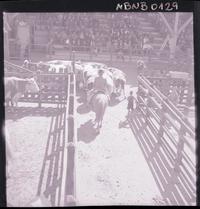 [Rodeo campesino chileno]