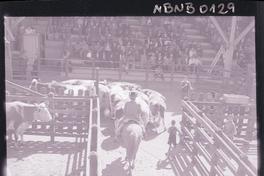 [Rodeo campesino chileno]