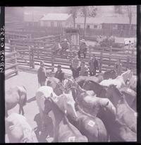 [Criadero de caballos corraleros]