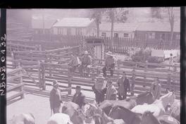 [Criadero de caballos corraleros]