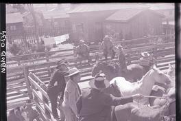 [Criadero de caballos corraleros]