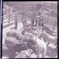 [Criadero de caballos corraleros]